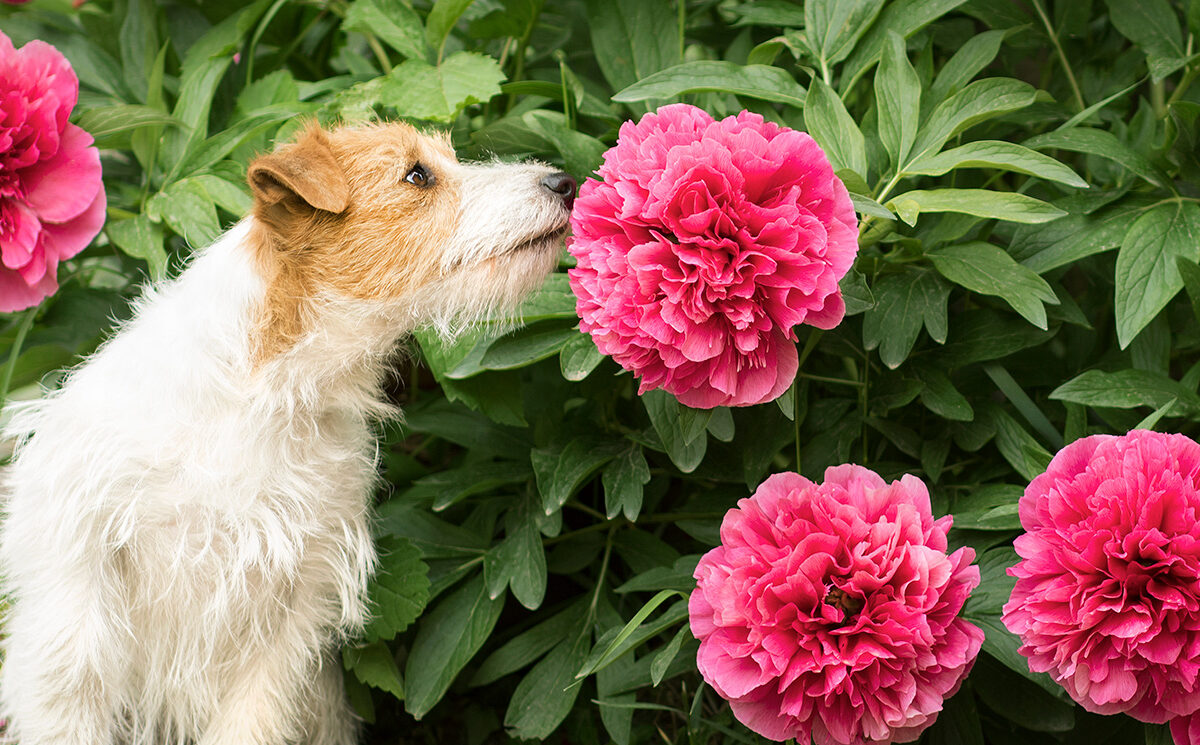 are dogs allowed at norfolk botanical gardens